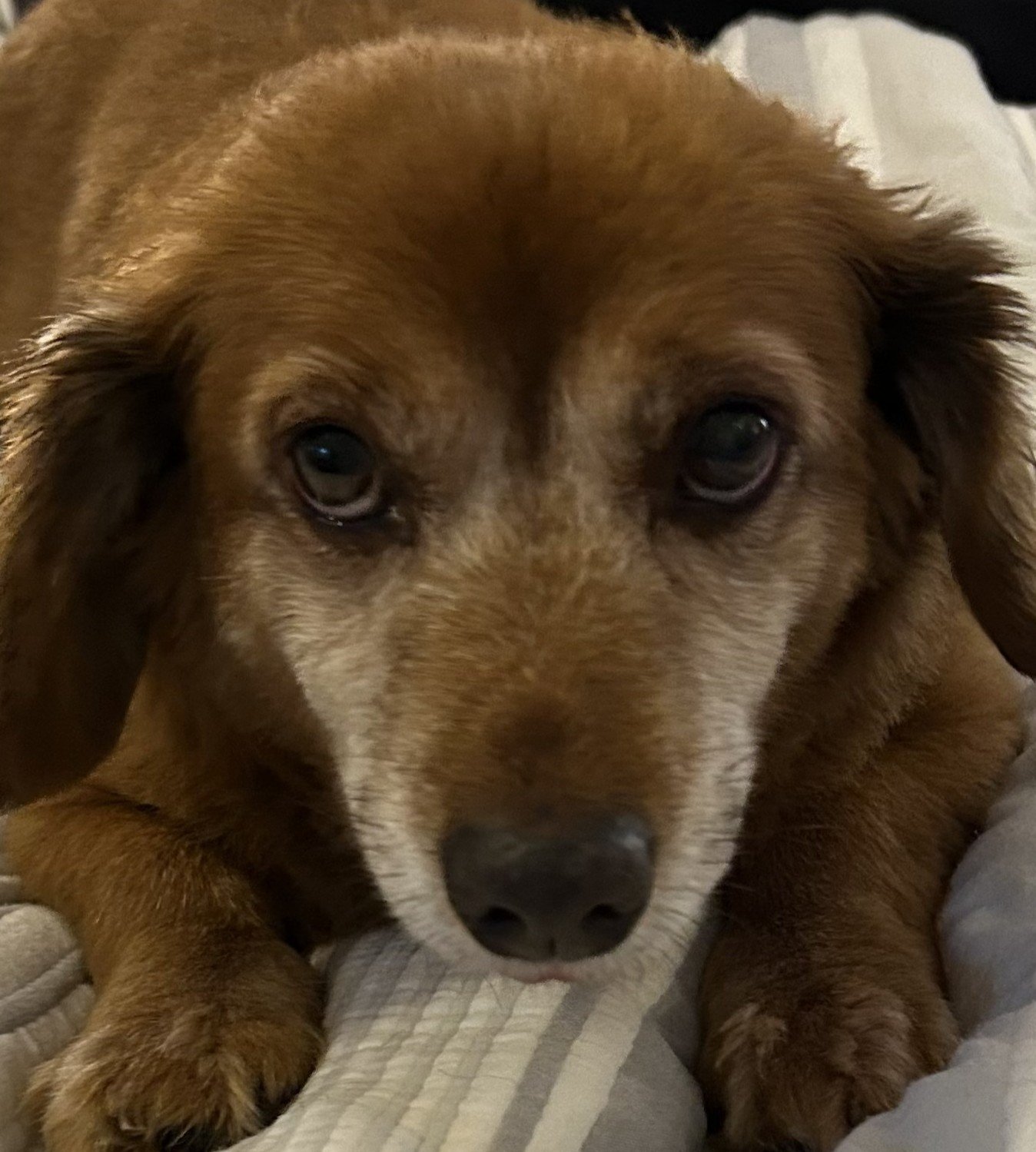 Buddie (Beans), canine comfort ambassador